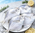 Frozen Whole Silver Pomfret – Tender With Few Bones